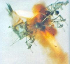 accident de circulation halo 3